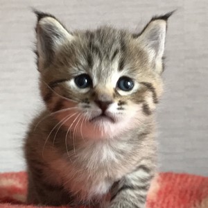Bentley (Бэнтли), кошки и котята Pixiebob (пиксибоб)