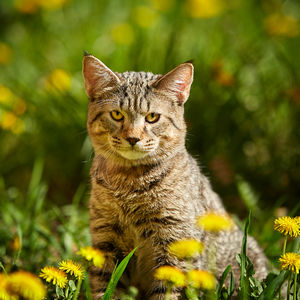 Sniper (Снайпер), кошки и котята Pixiebob (пиксибоб)