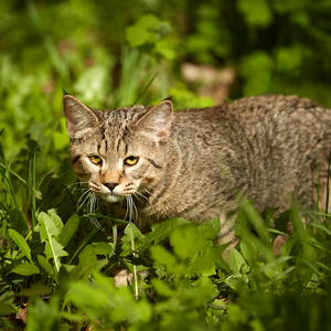 Sniper (Снайпер), кошки и котята Pixiebob (пиксибоб)