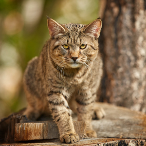 Sniper (Снайпер), кошки и котята Pixiebob (пиксибоб)