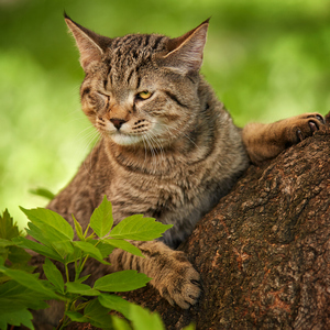 Sniper (Снайпер), кошки и котята Pixiebob (пиксибоб)