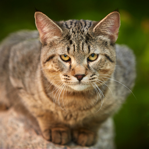 Sniper (Снайпер), кошки и котята Pixiebob (пиксибоб)