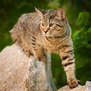Sniper (Снайпер), кошки и котята Pixiebob (пиксибоб)
