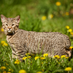Sniper (Снайпер), кошки и котята Pixiebob (пиксибоб)