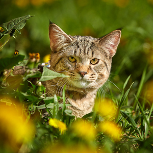 Sniper (Снайпер), кошки и котята Pixiebob (пиксибоб)