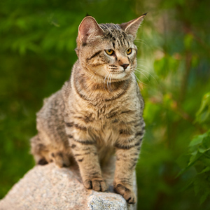 Sniper (Снайпер), кошки и котята Pixiebob (пиксибоб)