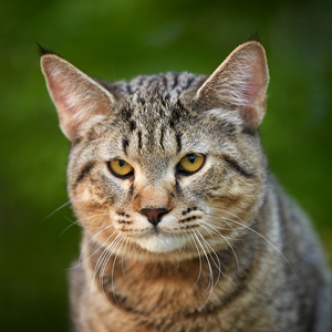 Sniper (Снайпер), кошки и котята Pixiebob (пиксибоб)