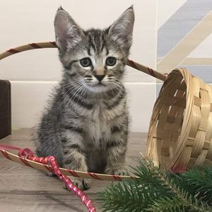 Nola (Нола), кошки и котята Pixiebob (пиксибоб)