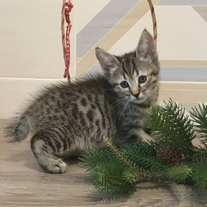 Nola (Нола), кошки и котята Pixiebob (пиксибоб)