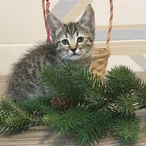 Nola (Нола), кошки и котята Pixiebob (пиксибоб)