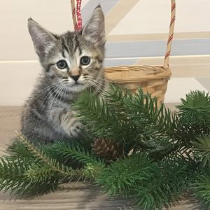 Nola (Нола), кошки и котята Pixiebob (пиксибоб)