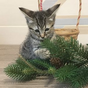Nola (Нола), кошки и котята Pixiebob (пиксибоб)