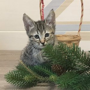 Nola (Нола), кошки и котята Pixiebob (пиксибоб)