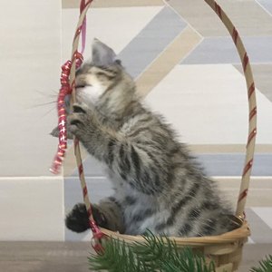 Nola (Нола), кошки и котята Pixiebob (пиксибоб)