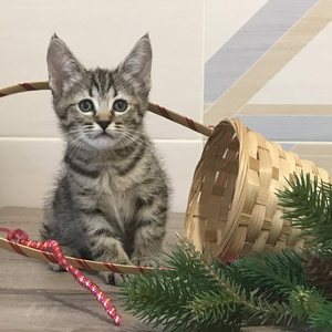 Nola (Нола), кошки и котята Pixiebob (пиксибоб)