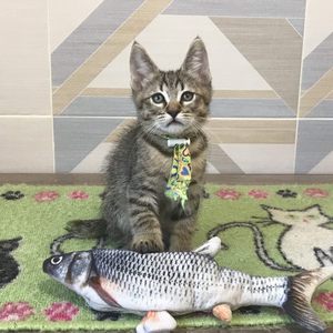 William (Уильям), кошки и котята Pixiebob (пиксибоб)