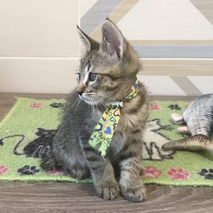 William (Уильям), кошки и котята Pixiebob (пиксибоб)