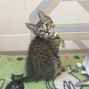 William (Уильям), кошки и котята Pixiebob (пиксибоб)