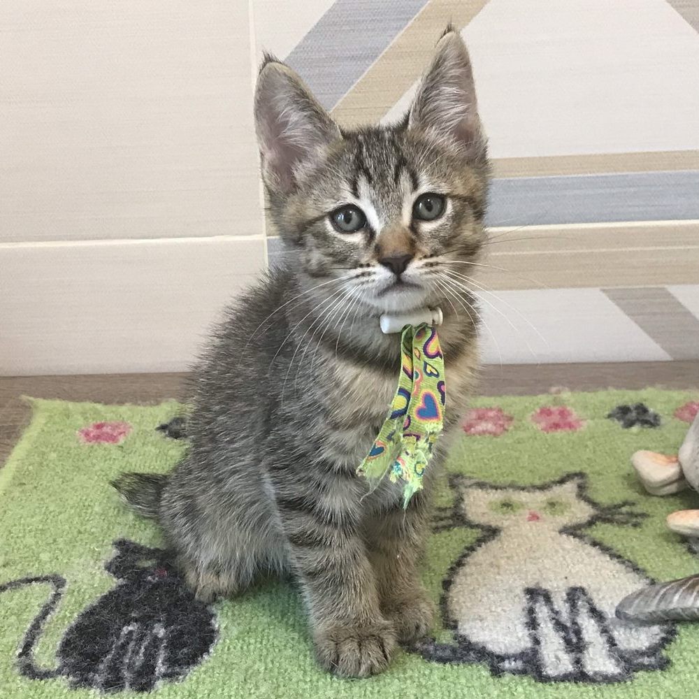 William (Уильям), кошки и котята Pixiebob (пиксибоб)