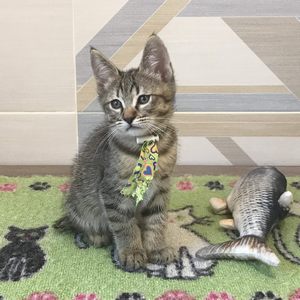 William (Уильям), кошки и котята Pixiebob (пиксибоб)