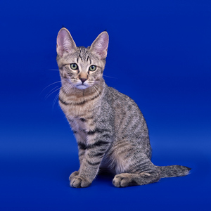 William (Уильям), кошки и котята Pixiebob (пиксибоб)