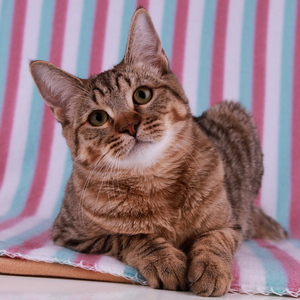 Beatrice (Беатрис), кошки и котята Pixiebob (пиксибоб)