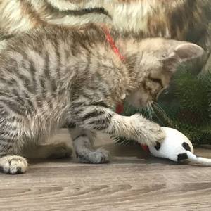 Beatrice (Беатрис), кошки и котята Pixiebob (пиксибоб)