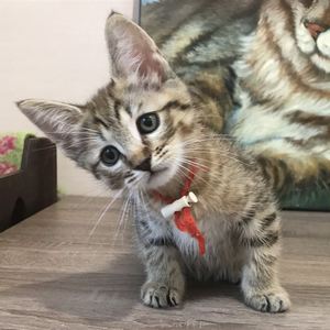 Beatrice (Беатрис), кошки и котята Pixiebob (пиксибоб)