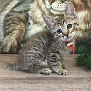 Beatrice (Беатрис), кошки и котята Pixiebob (пиксибоб)