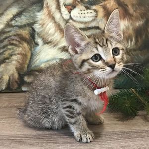 Beatrice (Беатрис), кошки и котята Pixiebob (пиксибоб)