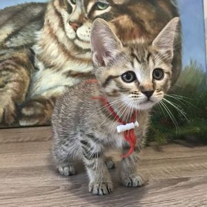 Beatrice (Беатрис), кошки и котята Pixiebob (пиксибоб)