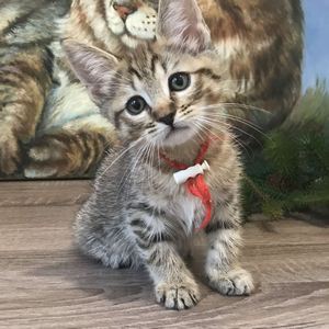 Beatrice (Беатрис), кошки и котята Pixiebob (пиксибоб)