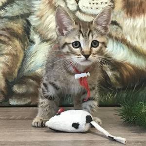 Beatrice (Беатрис), кошки и котята Pixiebob (пиксибоб)