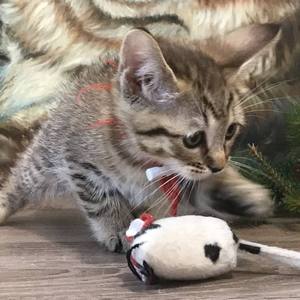 Beatrice (Беатрис), кошки и котята Pixiebob (пиксибоб)