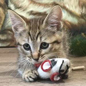 Beatrice (Беатрис), кошки и котята Pixiebob (пиксибоб)