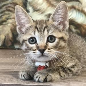 Beatrice (Беатрис), кошки и котята Pixiebob (пиксибоб)