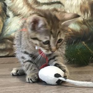 Beatrice (Беатрис), кошки и котята Pixiebob (пиксибоб)