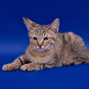 Beatrice (Беатрис), кошки и котята Pixiebob (пиксибоб)