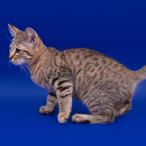 Beatrice (Беатрис), кошки и котята Pixiebob (пиксибоб)