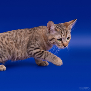 Beatrice (Беатрис), кошки и котята Pixiebob (пиксибоб)