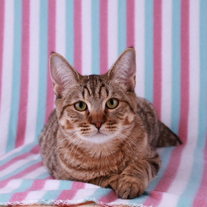 Beatrice (Беатрис), кошки и котята Pixiebob (пиксибоб)