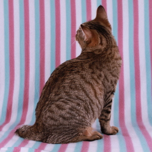 Beatrice (Беатрис), кошки и котята Pixiebob (пиксибоб)
