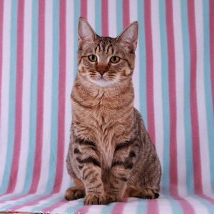 Beatrice (Беатрис), кошки и котята Pixiebob (пиксибоб)