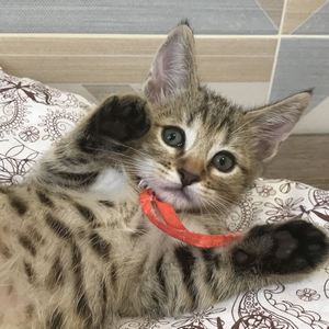 Tommy (Томми), кошки и котята Pixiebob (пиксибоб)