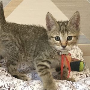 Tommy (Томми), кошки и котята Pixiebob (пиксибоб)