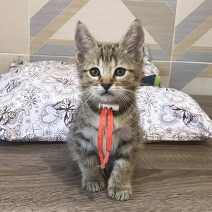 Tommy (Томми), кошки и котята Pixiebob (пиксибоб)