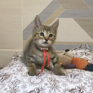 Tommy (Томми), кошки и котята Pixiebob (пиксибоб)