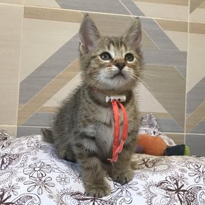Tommy (Томми), кошки и котята Pixiebob (пиксибоб)