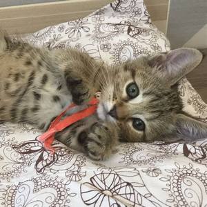 Tommy (Томми), кошки и котята Pixiebob (пиксибоб)