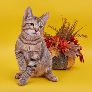 Tommy (Томми), кошки и котята Pixiebob (пиксибоб)